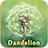 Descargar Dandelion Live Wallpaper