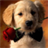 DogWallpapers icon