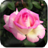 Everflowering Rose icon