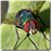 Fly Vision Camera Effect icon