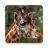 Giraffe Theme icon