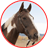 Horse Selfie Photo Frames icon