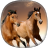 Horse Wallpapers 4.1.1