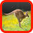 Kangaroo wallpaper icon