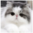 Kitten Wallpapers icon