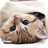 Kittens live wallpaper icon