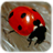 Descargar Ladybug