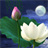 Lotus Moon icon