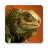 Lizard Wallpapers icon