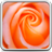 Macro Rose Live Wallpaper icon