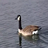 Swan Lake icon