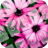 Pink Flowers Keyboard Theme icon