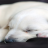 Puppy Wallpaper 2014 icon