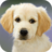Puppy Wallpapers version 1.0