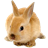 Rabbit Live Wallpaper icon