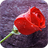 Rain Rose icon