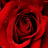 Rose Valentine's Day wallpapers 2014 icon