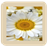 Daisy Flower HD Live Wallpaper icon