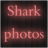 Shark photos icon