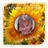 Sunflower Foto Frames icon