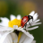 The Ladybug Wallpapers icon
