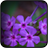 Violet Flowers Wallpapers icon