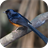 White-rumped Shama Wallpapers icon