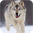 Wolf Live Wallpaper APK Download