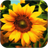 3D Sunflower icon