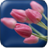 Beautiful Flowers Wallpaper icon