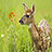 Best Deer Wallpapers icon