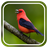 Birds Sounds Relax and Sleep icon