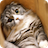 Cat Image Collection icon