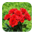 Colorful Flower Images icon