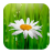 Daisy Flower Wallpapers icon