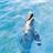  Dolphin Live Wallpaper icon