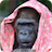 Gorilla Image Collection icon