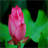 Lotus Flower Wallpapers icon