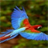  Macaw Bird Live Wallpaper icon