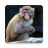 Monkey Theme version 5.0