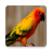Parrot Wallpaper version 5.0