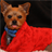 curvy canine couture clothing icon