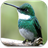 Amazing Hummingbirds Live Wallpaper icon