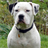 American Bulldog Wallpapers icon