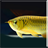 Arowana Gold LiveWallpaper icon