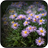 Aster Wallpapers icon