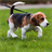 Beagle Dogs Live Wallpaper icon