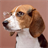 Beagles Wallpapers icon