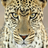 Big Cats Wallpapers icon