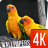 Birds wallpapers 4K icon